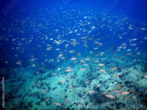 Fototapeta Naklejka Na Ścianę i Meble -  Costa Rica Sea Life