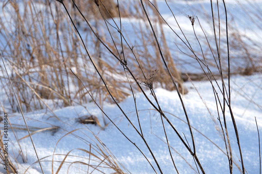 Fototapeta premium Closeup of snow covered dry grass in winter. Frozen dead wild plants