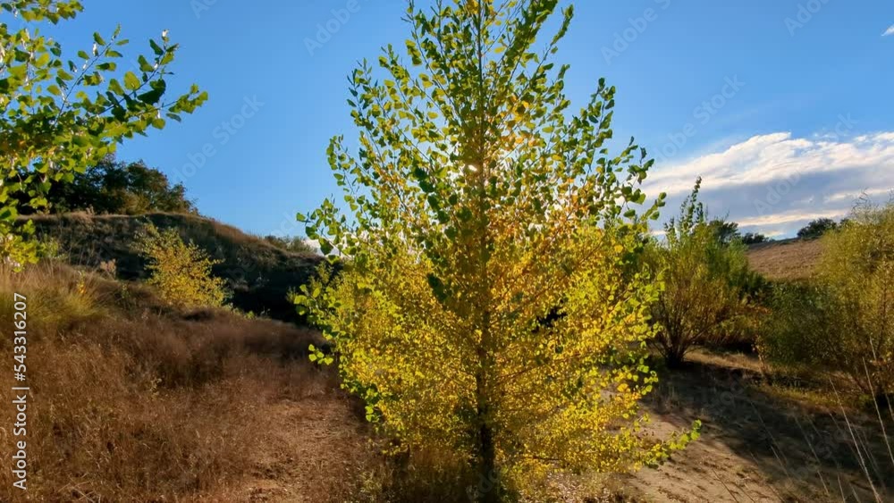 Small sapling in fall with sun shining through fall leaves Small sapling in fall with sun shining through fall leaves