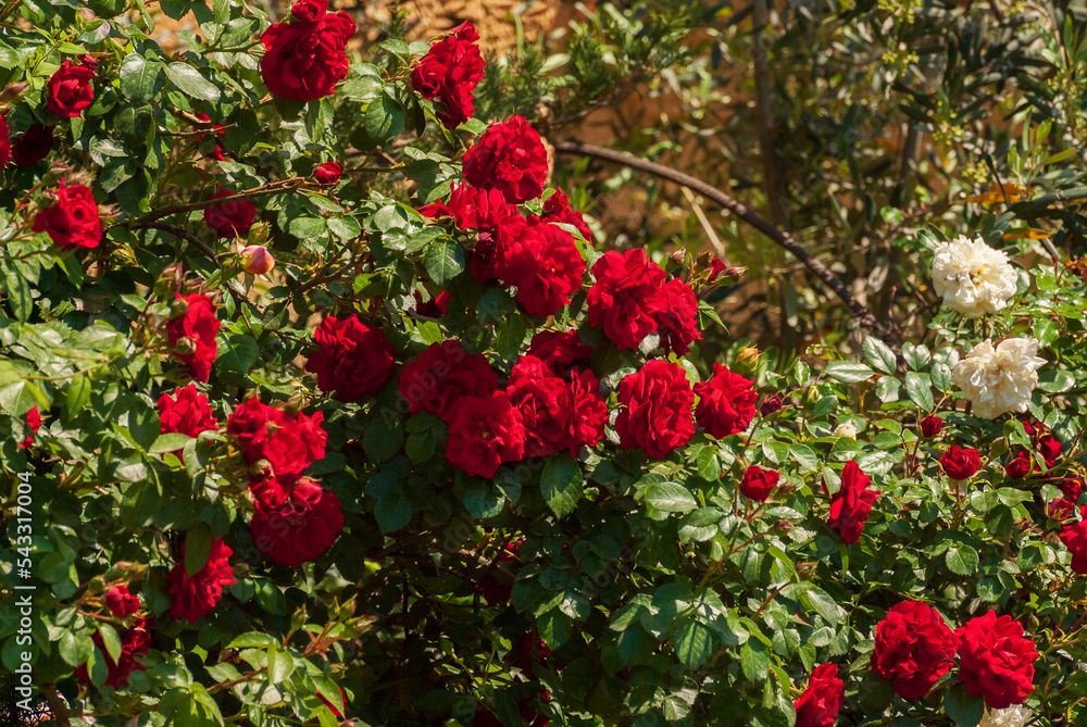 Fresh beautiful blooming bunch of red roses, selective focus