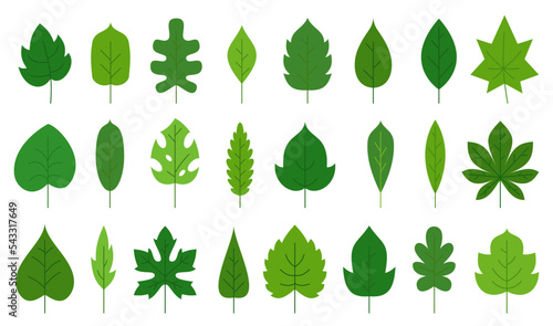 Green leaf flat floral icon set. Eco nature organic leaves of oak birch maple, tropical monstera, poplar ash aspen chestnut tea sprout isolated on white. Forest plant foliage herbal deciduous tree