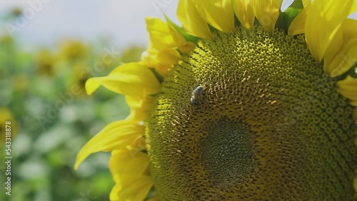 Beautiful sunflower on a sunny day with a natural background. Selective focus.