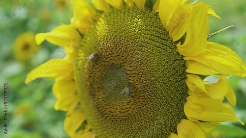 Beautiful sunflower on a sunny day with a natural background. Selective focus.