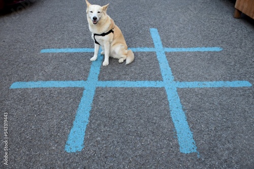 Dog sitting on pavement over painted hashtag symbol