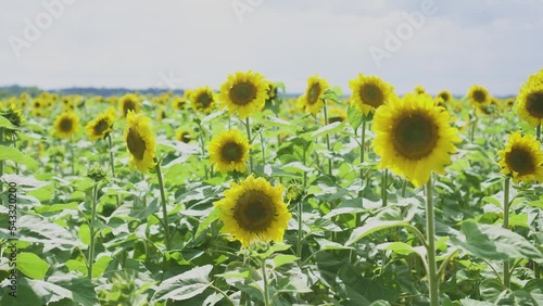 Beautiful sunflower on a sunny day with a natural background. Selective focus.