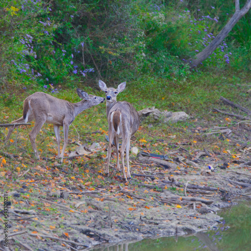 Deers in the forest during the autumn with Yellow leaves scattered around