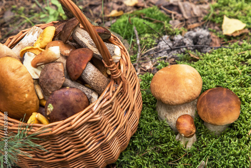 Three Mushroom growing in green moss in autumn fall forest in sunlight closeup. Mushrooms picking in the basket