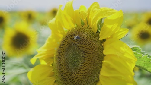 Beautiful sunflower on a sunny day with a natural background. Selective focus.