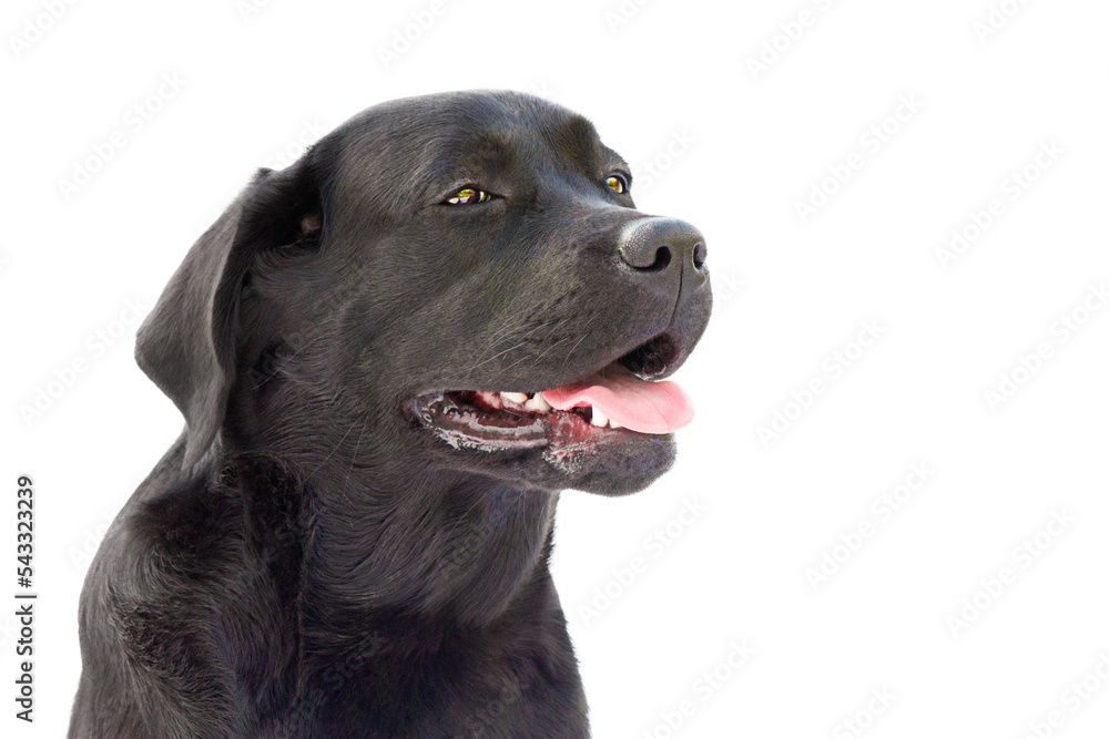 Black labrador retriever junior on a white background. Dog isolate portrait.