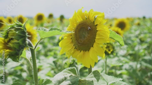 Beautiful sunflower on a sunny day with a natural background. Selective focus.FullHD