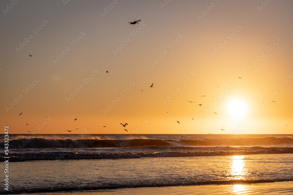 Seagulls in the california sunset