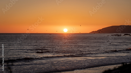 Seagulls in the california sunset