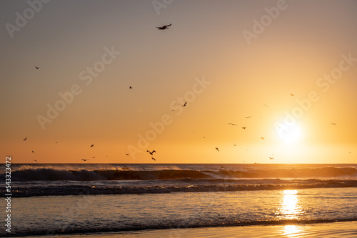 Seagulls in the california sunset