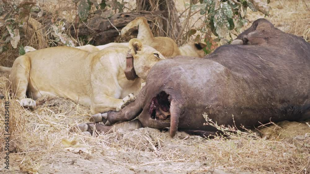 Incredible close-up of a group of lionesses eating a freshly killed African buffalo. One of the best wild hunting scenes in the real African savannah. Incredible close-up of a group of lionesses eating a freshly killed African buffalo. One of the best wild hunting scenes in the real African savannah.