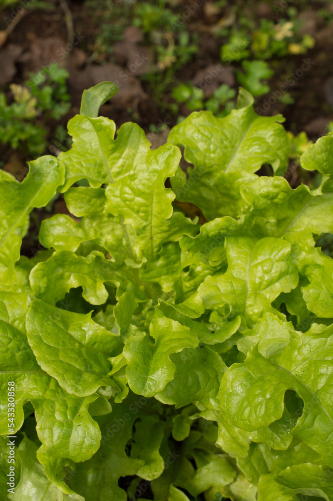 close up of leafy green lettuce with fresh dew or rain on leafy green leaves growing in organic garden vertical format room for type healthy food vertical background or backdrop bright green lettuce close up of leafy green lettuce with fresh dew or rain on leafy green leaves growing in organic garden vertical format room for type healthy food vertical background or backdrop bright green lettuce