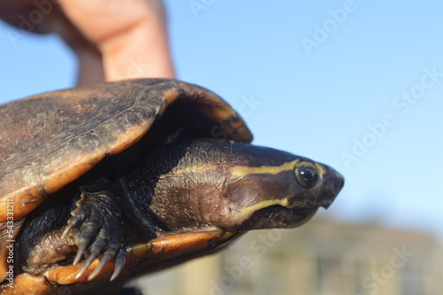 Turtle close up  photo