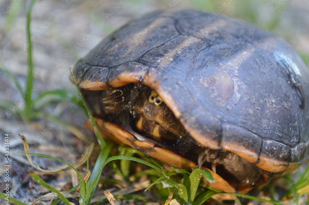 Fototapeta premium Wildlife little turtle in a grass field photo picture image