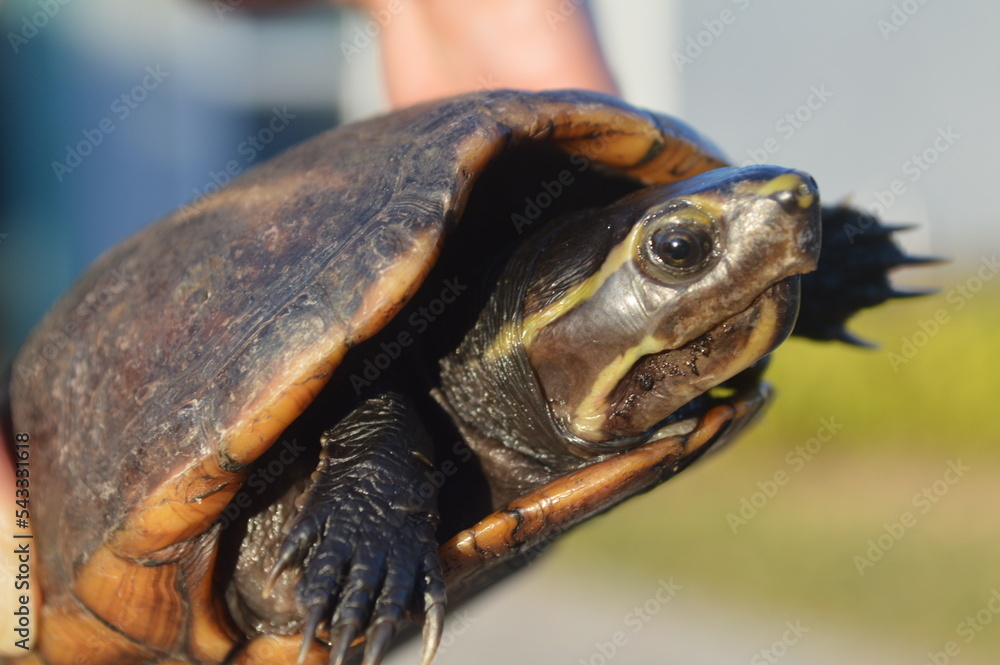 Turtle close up holding in hands Turtle close up holding in hands