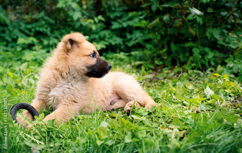A small yellow puppy lies in the green grass, on the background of blurred bushes. He is one month old. The dog is very cute, holding a toy with its paw. He looks away.