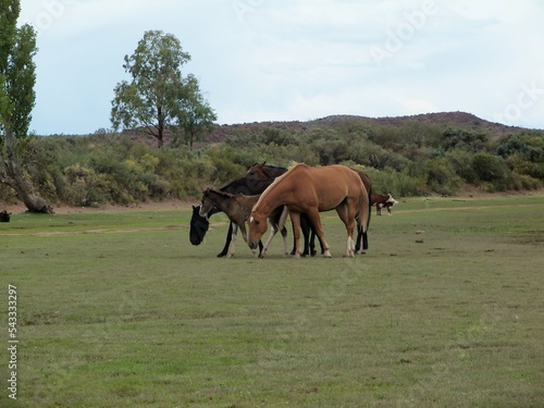 Pastando a orillas del Limay photo