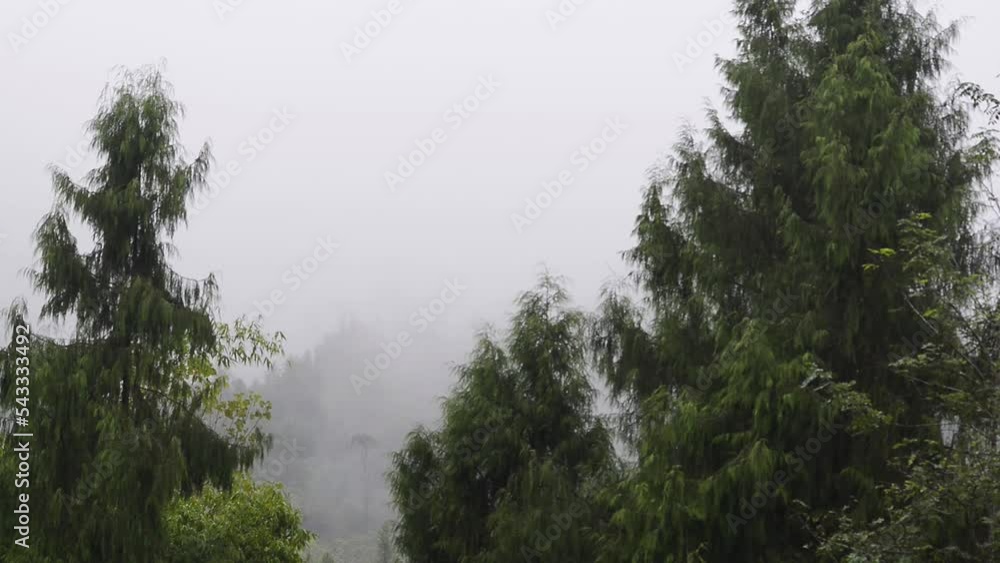 The forest mist wreathed itself after the rain The forest mist wreathed itself after the rain