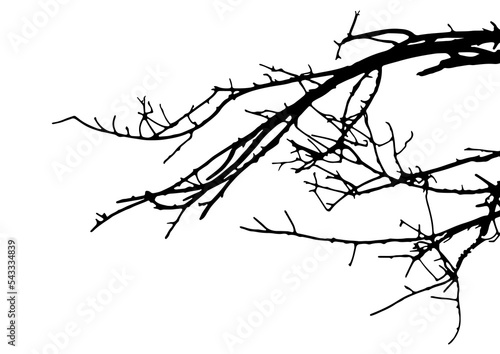 Tree branches silhouette on white background. silhouette tree on white background.Tree branches silhouette isolated on white background.