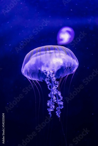 Vertical shot of a gorgeous transparent, glowing purple jellyfish on a blue background in a dark sea photo