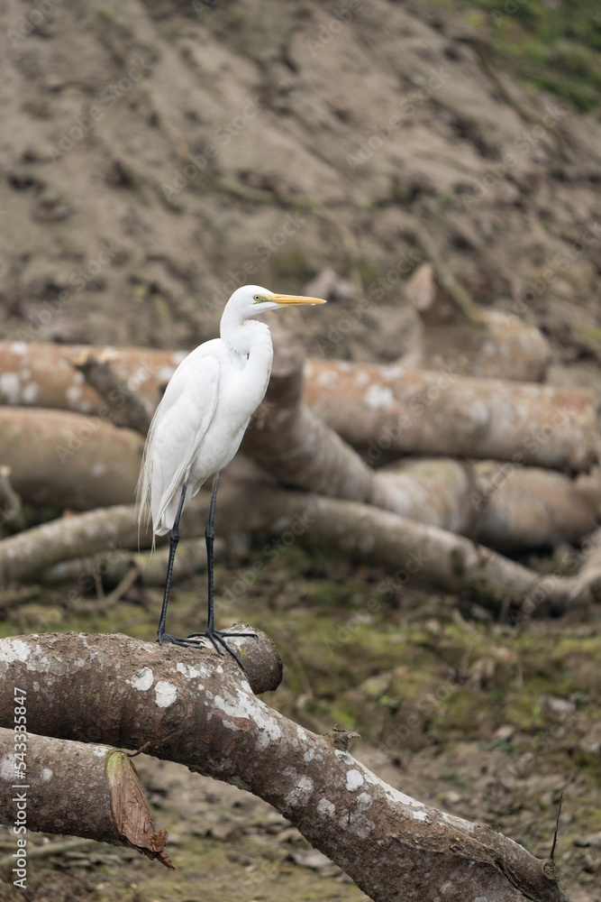 Great Egret Perched on Dead Branch Great Egret Perched on Dead Branch