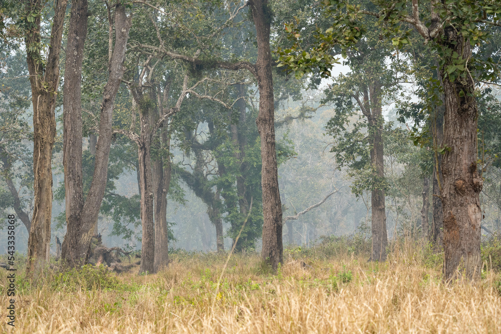 Obraz premium Haze in the Jungle