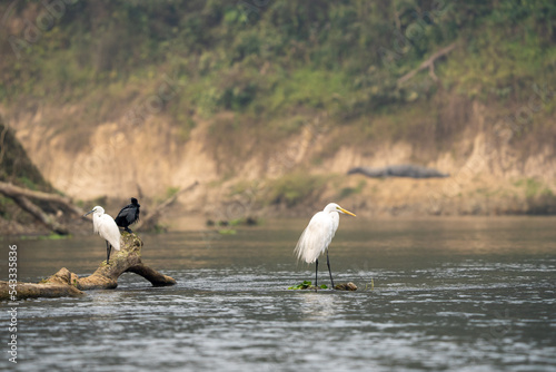 Great Egreat and Smaller Birds photo