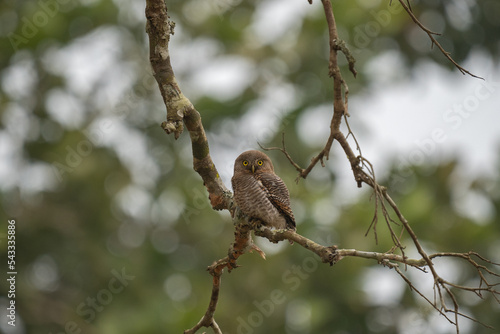 Jungle Owlet in the Forest