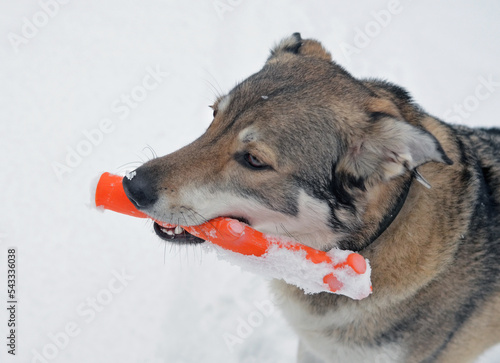 The head of a playing dog in winter.