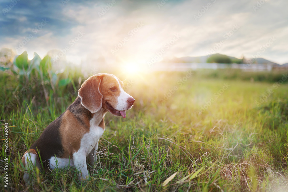 A cute beagle dog sitting outdoor in the grass field . A cute beagle dog sitting outdoor in the grass field .