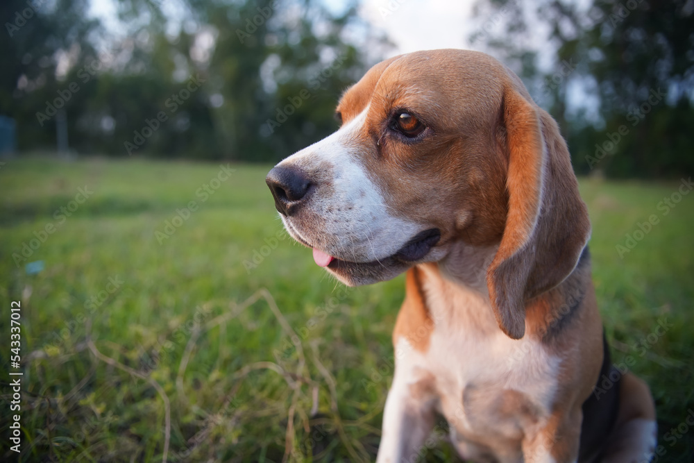 Close-up  eye and face of a cute beagle dog on the green grass in the park.