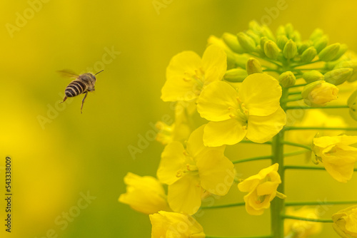 bee on yellow flower