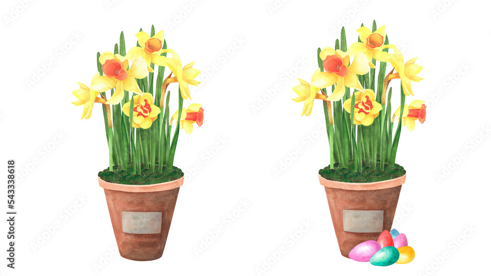 Easter set daffodils bouquet in ceramic pot with colored eggs isolated on white. Watercolor hand drawing illustration