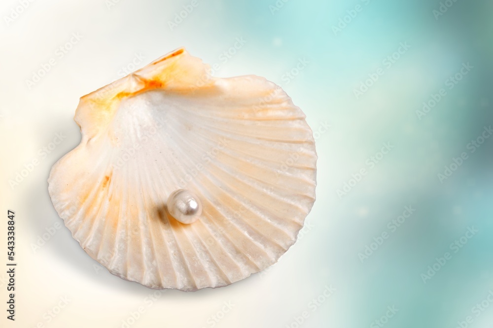 Open shell of great scallop shellfish of edible marine bivalve mollusk