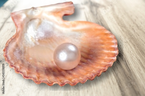 Open shell of great scallop shellfish of edible marine bivalve mollusk. Fan shaped calcareous sea clam.