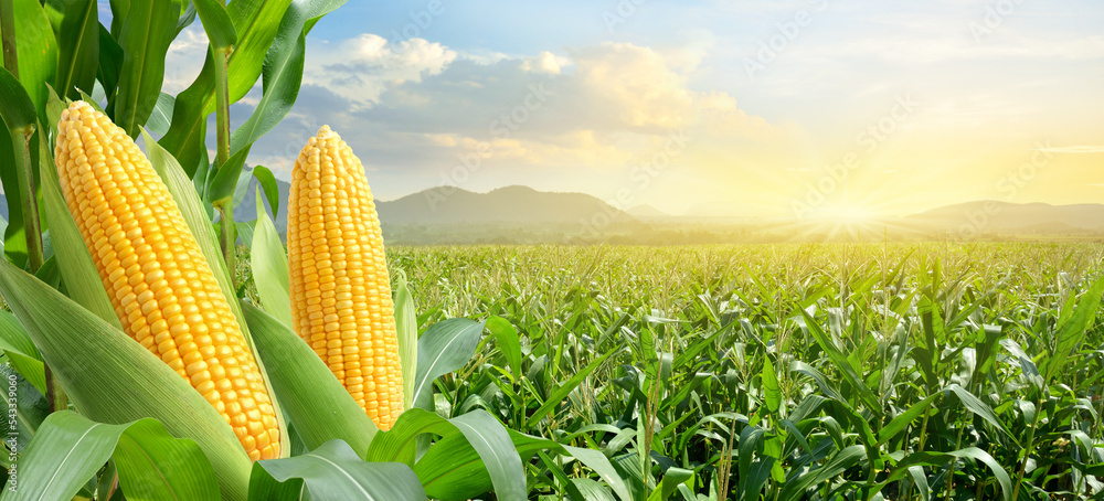 Corn cobs in corn plantation field with sunrise background. Stock Photo