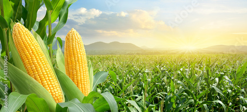 Foto Corn cobs in corn plantation field with sunrise background.
