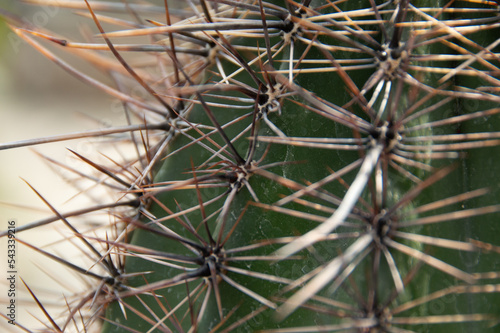 A close up of a cactus in the green house at the University of Illinois. 