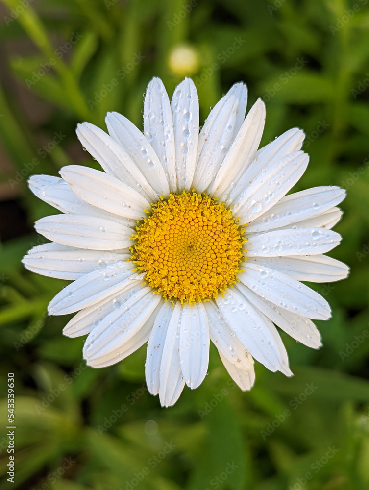 Obraz premium A daisy in my garden right after I watered the garden.