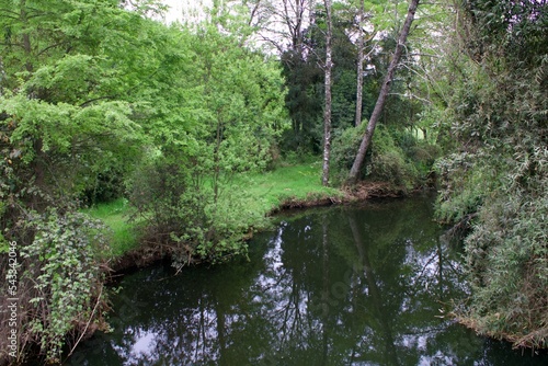 Arroyo bosque chileno