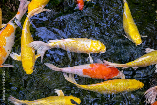 Japanese koi carp fish, a beautiful medium-sized colourful asian fishes swimming in clear freshwater pond background.