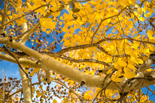 Photos Yellow leaves on an Aspen tree in front of a bright blue sky