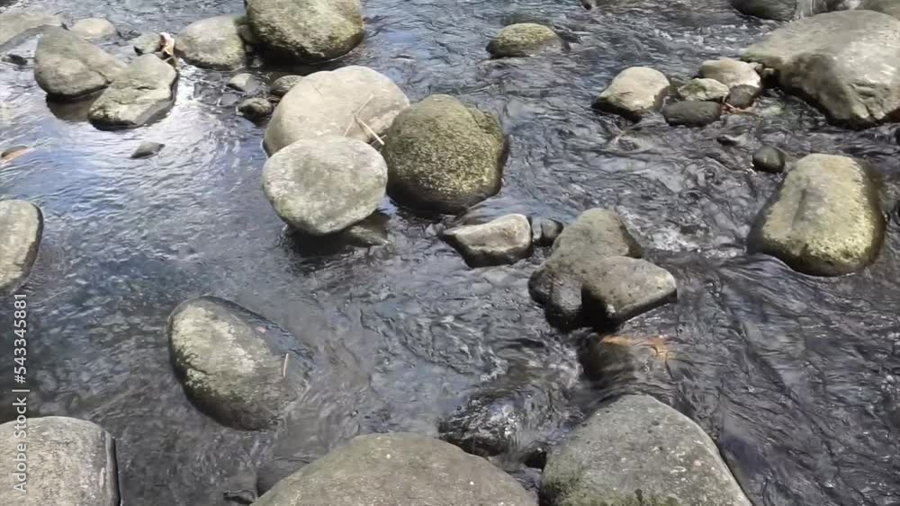 River in the middle of the forest surrounding by trees. River in the middle of the forest surrounding by trees.