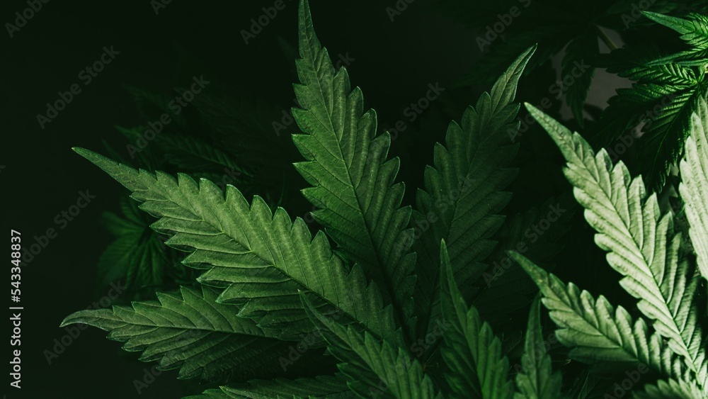 Obraz premium Green natural wallpaper