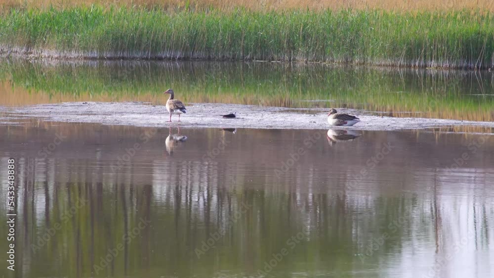 The beautiful two Greylag Goose The beautiful two Greylag Goose