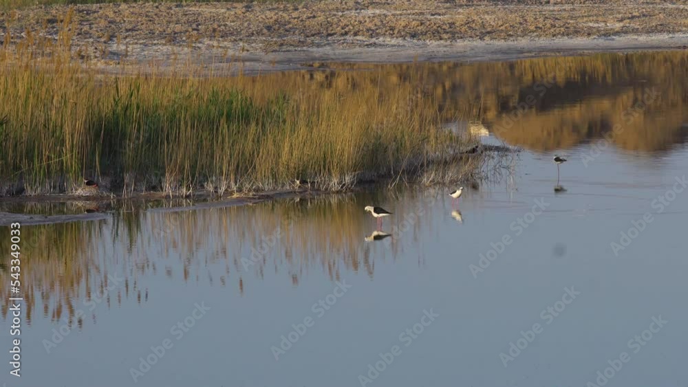 Habitat of Long feet snipe, on the banks of the Yellow River in China Habitat of Long feet snipe, on the banks of the Yellow River in China