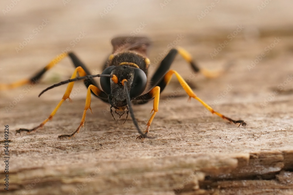 Closeup on Yellow-legged Mud-dauber Wasp, Sceliphron caementarium sitting on wood